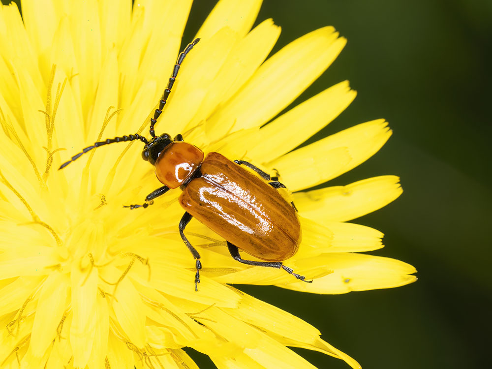 Chrysomelidae: Exosoma lusitanicum? S.